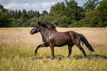 Fototapeta premium Wildes Pferd in Freiheit auf Weide