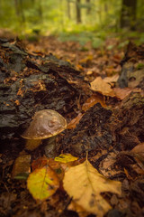 Pilz am Baum im feuchten Wald umgeben von Blättern im Herbst