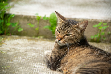 Naklejka na ściany i meble The cat rests on a sunny day