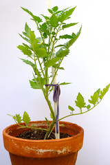 Organic Tomato Plant