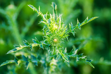 Bright flower burdock on a blurred background close-up