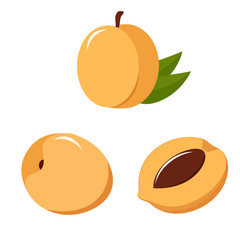 vector apricot on white background