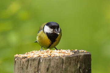 great tit