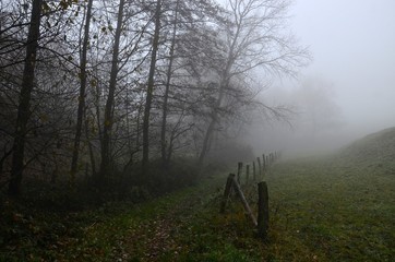 foggy forest path