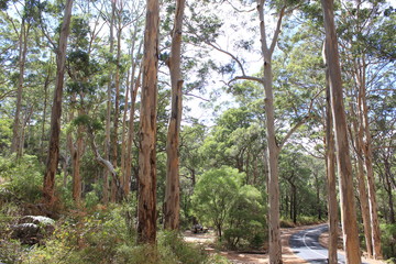 Karri forest near Margaret River, huge trees, Australia, Down under