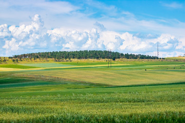 Wheat field, landscape of agricultural grain crops