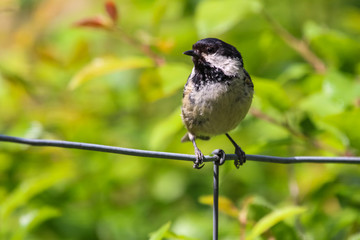 Fototapeta premium coletit