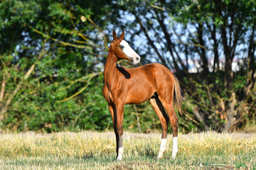 Naklejka na ściany i meble Bay Akhal Teke foal with rare white marking on a head standing in the field and looking in the distance.