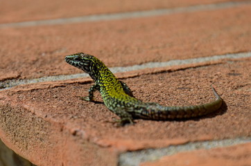 lizard sunbathing on a wall
