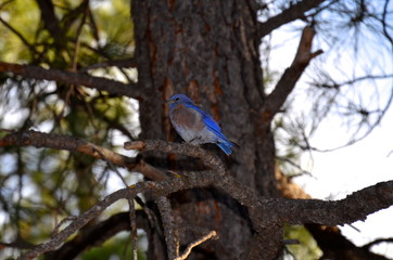 western bluebird in Arizona forest