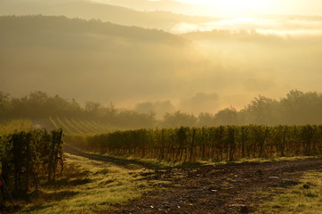 italian vineyard sunrise