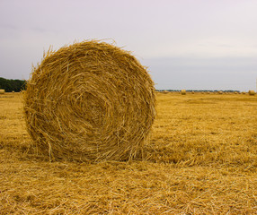  Yellow straw roll left on the field after wheat harvesting against the gray-blue sky