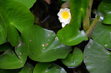 water lily blossom
