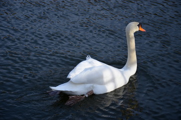 white swan swimming in lake