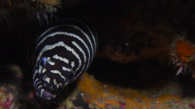Zebra moray eel, Gymnomuraena zebra macro closeup