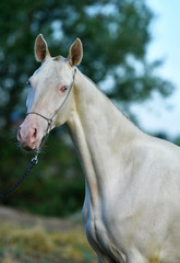 Perlino Akhal Teke stallion with blue eyes in a show halter outside. Portrait.