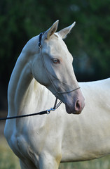 Perlino Akhal Teke stallion with blue eyes in a show halter outside. Portrait.