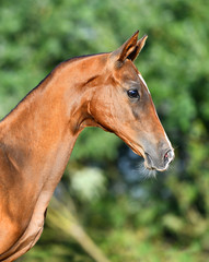 Bay Akhal Teke foal standing in the sunlight in summer pasture. Animal portait, side view.