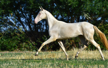 Fototapeta na wymiar Perlino Akhal Teke stallion running in trot in the field. Side view, in motion,