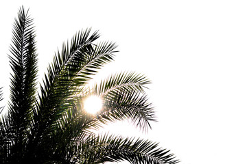 Fototapeta na wymiar palm leaves on white background
