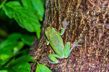 rzekotka drzewna (Hyla arborea) w naturalnym środowisku