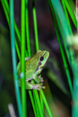 rzekotka drzewna (Hyla arborea) w naturalnym środowisku