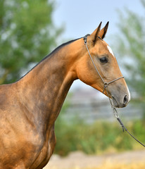 Bay Akhal Teke stallion in show halter in summer. Animal portrait.