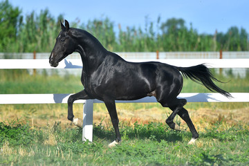 Black Akhal Teke stallion running in trot along white fence in summer paddock.In motion, side view.