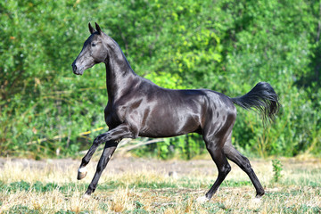 Obraz na płótnie Canvas Black Akhal Teke stallion running in fast gallop along white fence in summer paddock.In motion, side view.