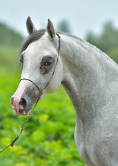 Grey arabian horse. Portrait in show halter in sumer natural sunlight.