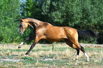 Fototapeta premium Purebred dark buckskin Akhal Teke stallion running in gallop on the grass in summer.