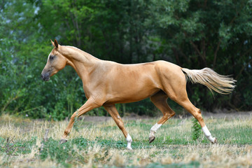 Fototapeta na wymiar Purebred palomino Akhal Teke stallion running in trot on the grass in summer.