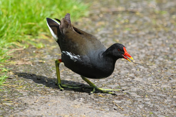 moorhen