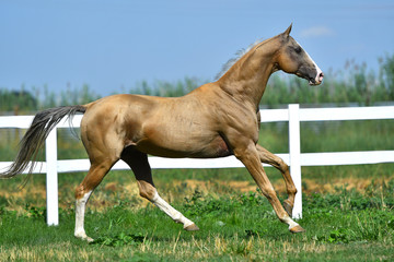 Purebred palomino Akhal Teke stallion running in gallop on the grass in summer.