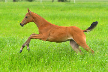 Chestnut small Akhal Teke foal running in the green summer field.  Close.