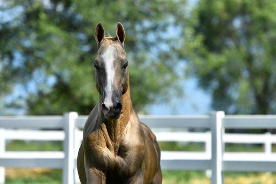 Golden palomino Akhal Teke stallion running forward. Animal portrait.