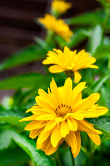 Heliopsis flowers closeup in sunny summer day