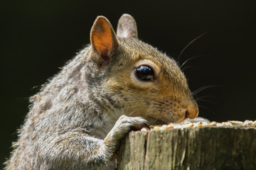 grey squirrel