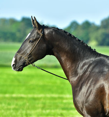 Fototapeta premium Purebred black Akhal Teke horse on a blue sky background. Portrait,
