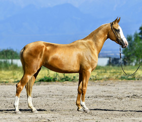 Fototapeta premium Young golden palomino Akhal Teke horse standing outside in a sun in summer. Side view.