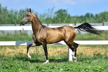 Buckskin Akhal teke stallion running in trot along white fence in summer pasture.