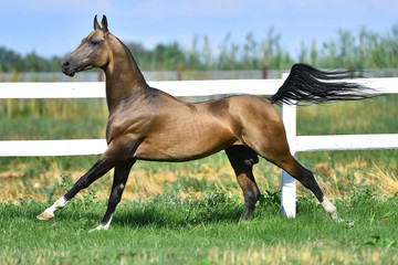 Buckskin Akhal teke stallion running in gallop along white fence in summer pasture.