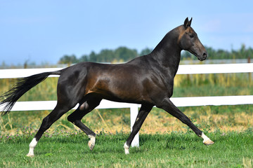 Dark bay slim akhal teke stallion running in trot along white fence in summer pasture.