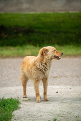 Brown dogs, on the street and in the backyard