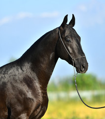 Black Akhal Teke stallion in a show halter posing outside in summer.