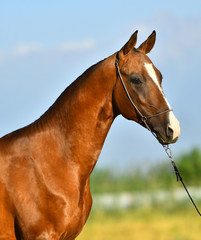 Chestnt Akhal teke breed horse in a show halter posing outside, Vertical, portrait, side view.