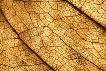 abstract texture of dry brown leaves for background