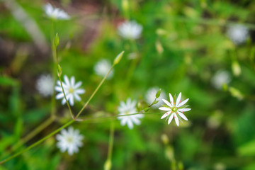 Summer white wildflowers and green plants on meadow in sunlight.