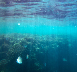 sea fish near coral, underwater