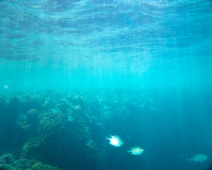 sea fish near coral, underwater